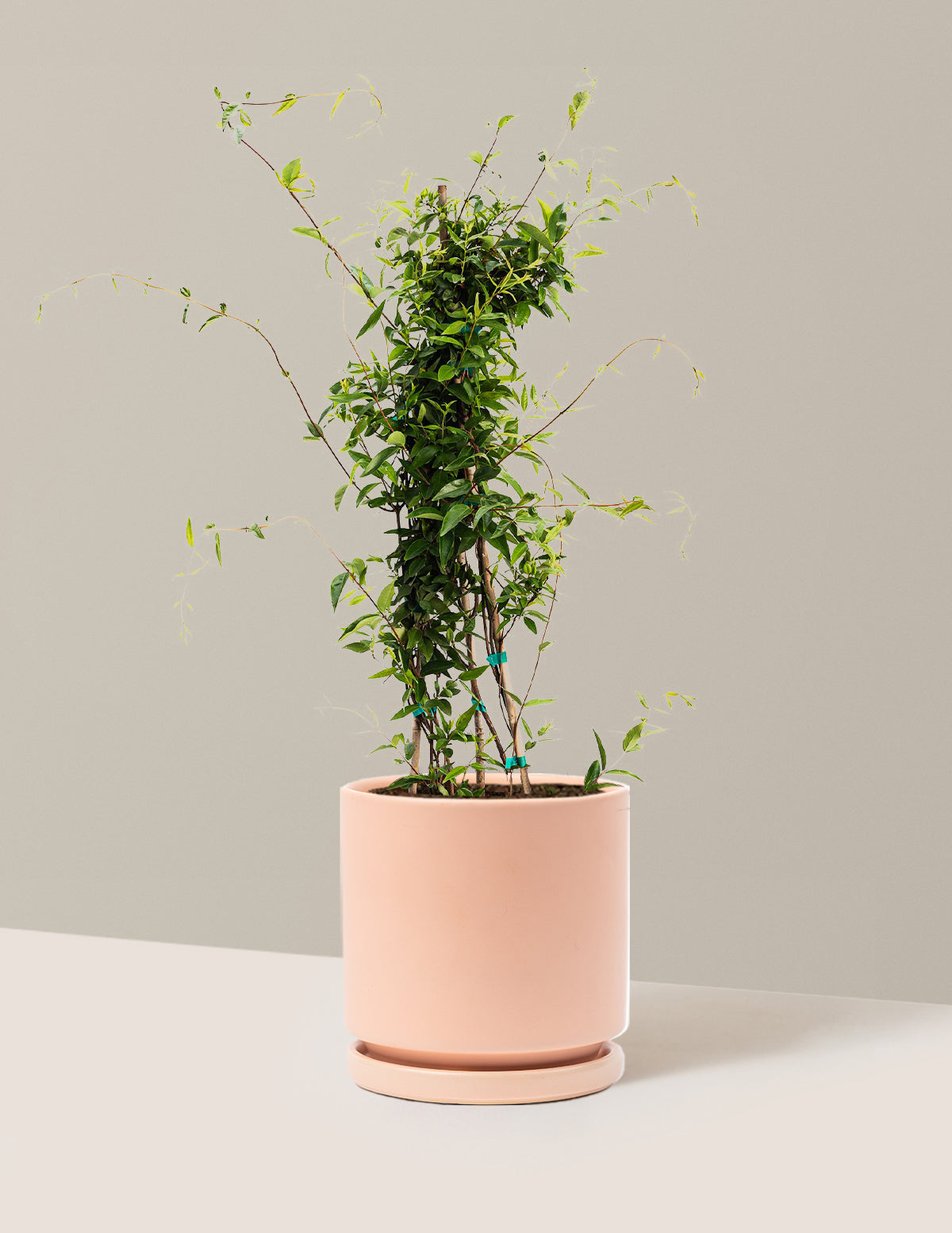 Carolina Jasmine