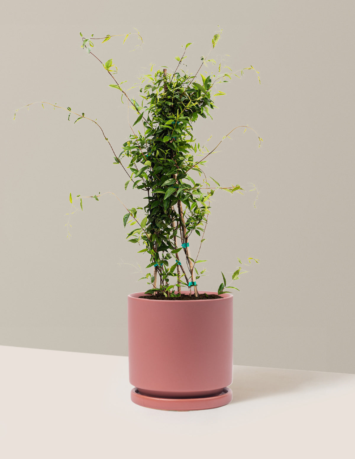Carolina Jasmine