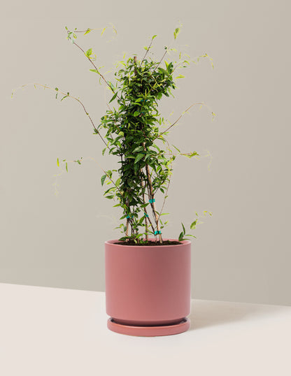 Carolina Jasmine