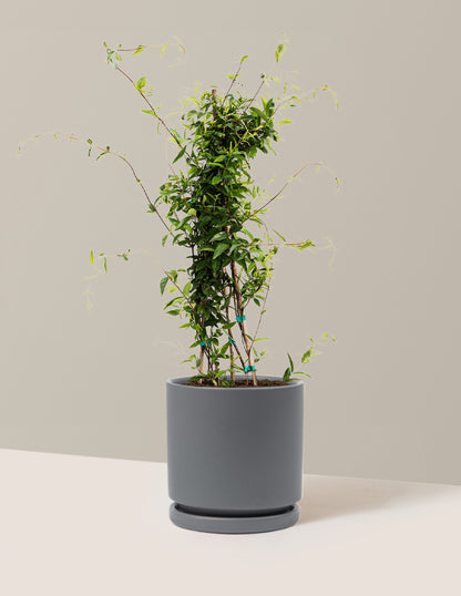 Carolina Jasmine
