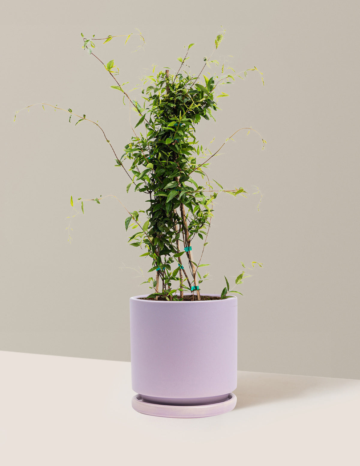 Carolina Jasmine