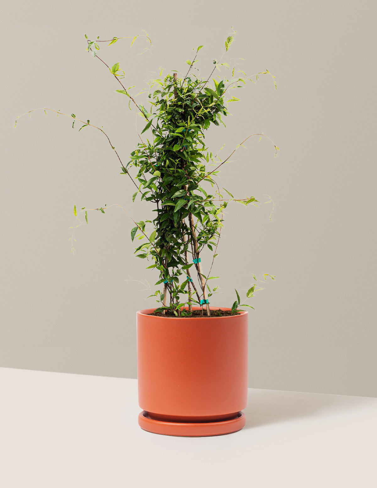Carolina Jasmine