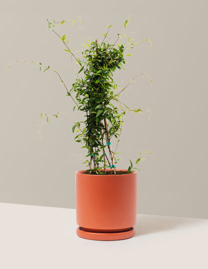 Carolina Jasmine