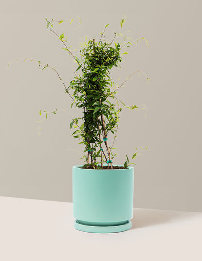 Carolina Jasmine