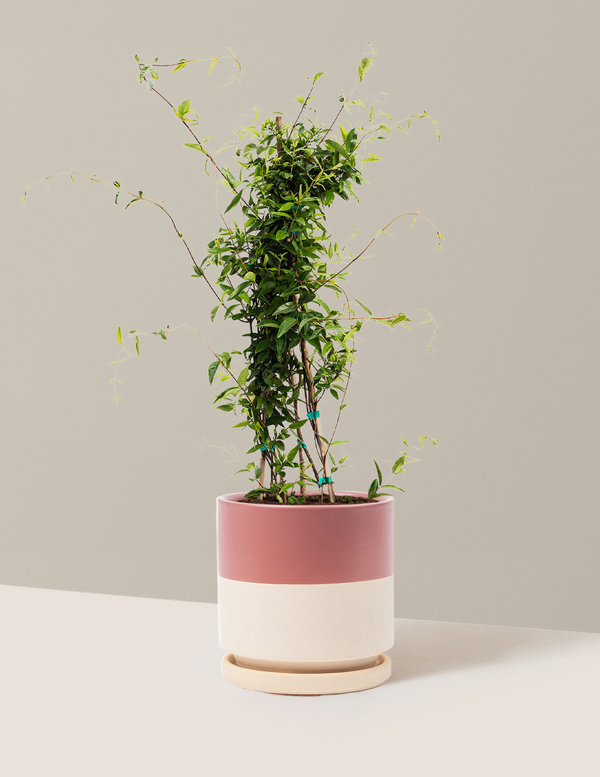 Carolina Jasmine