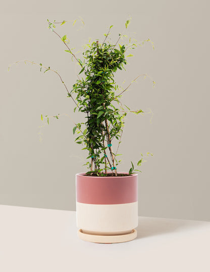 Carolina Jasmine