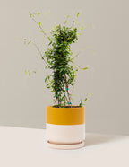 bundle | 1 Gallon | Isabella | Top Half Mustard