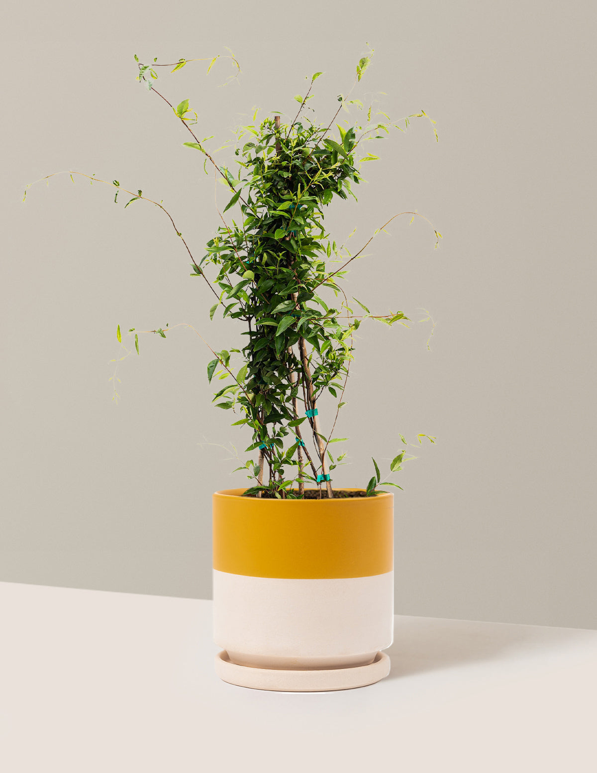 bundle | 1 Gallon | Isabella | Top Half Mustard