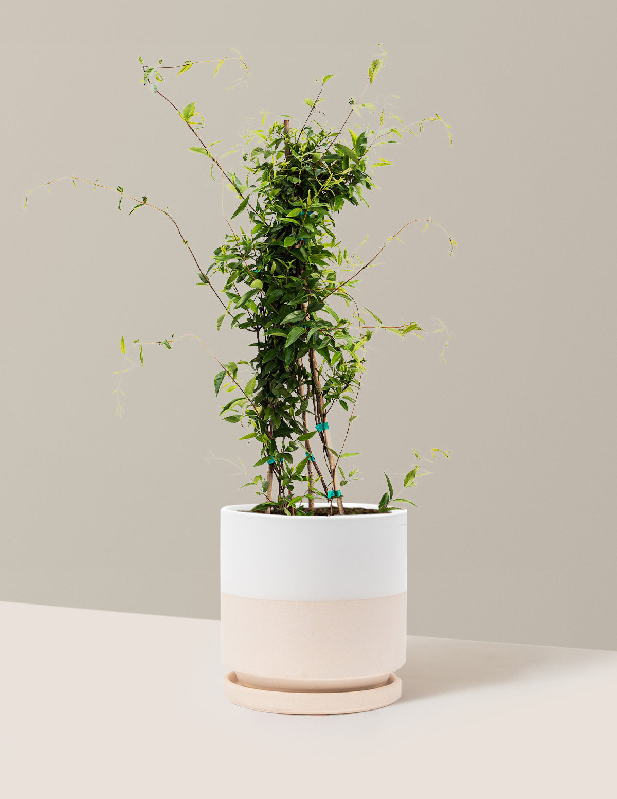 Carolina Jasmine