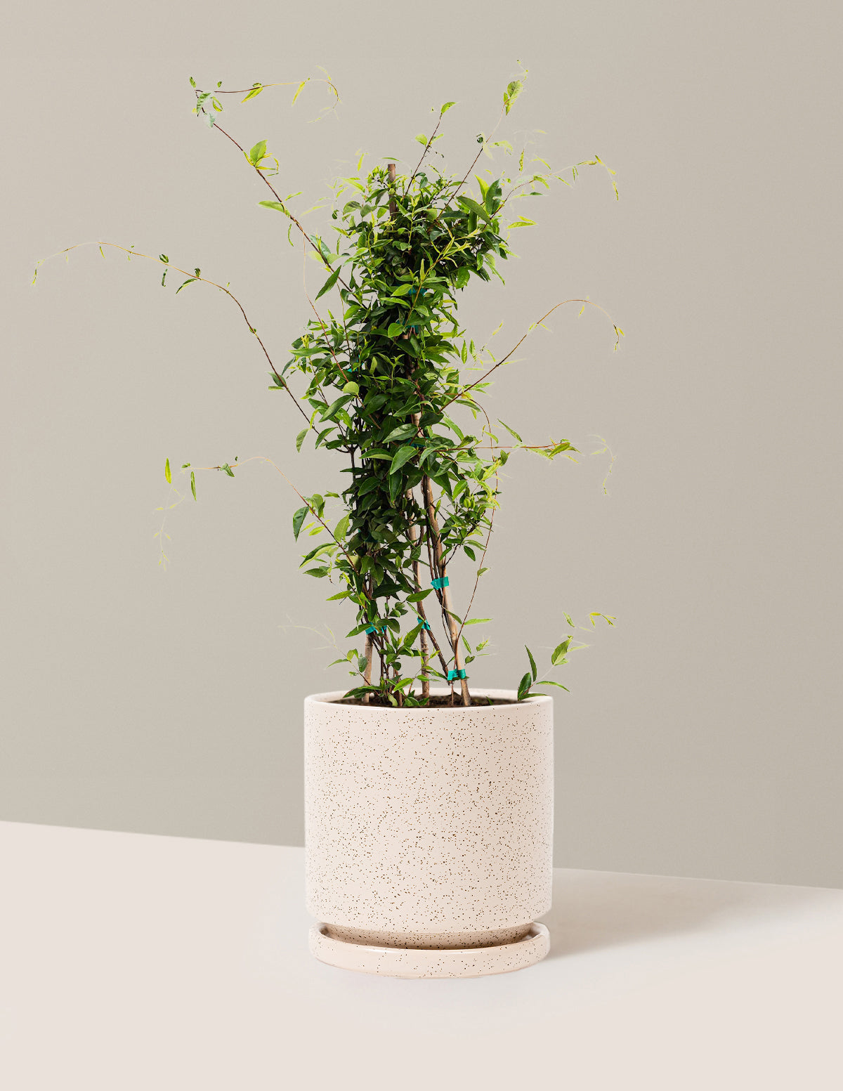 bundle | 1 Gallon | Isabella | White Sesame