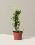 bundle | 1 Gallon | Grow Pot