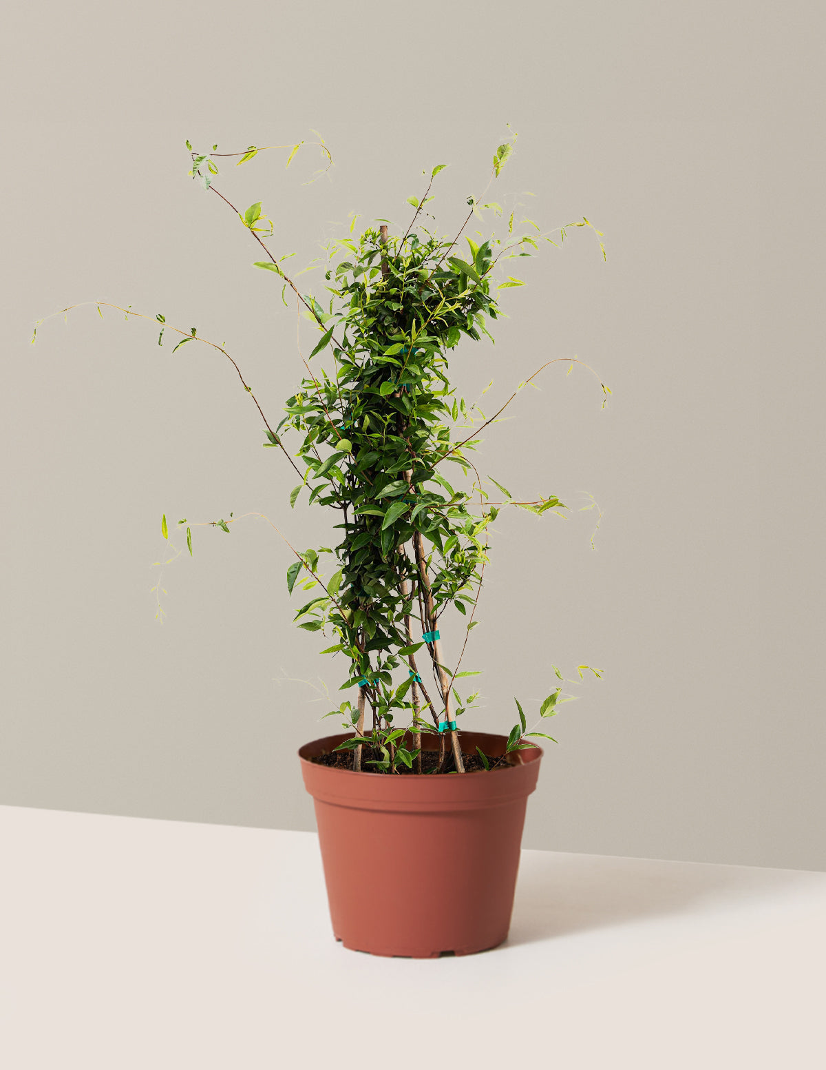 bundle | 1 Gallon | Grow Pot