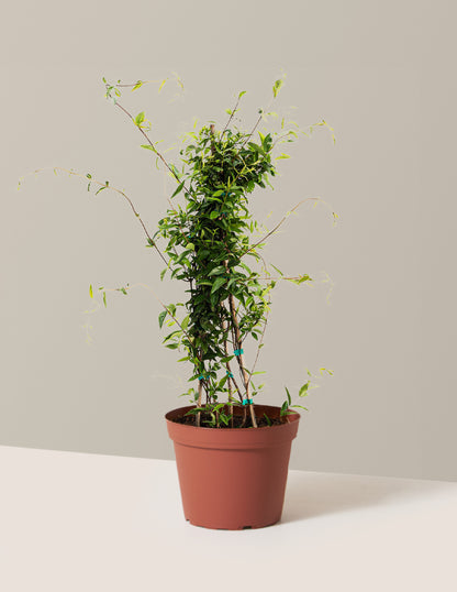 Carolina Jasmine