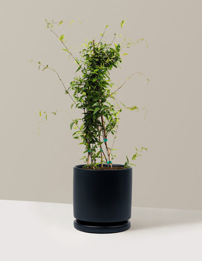 Carolina Jasmine