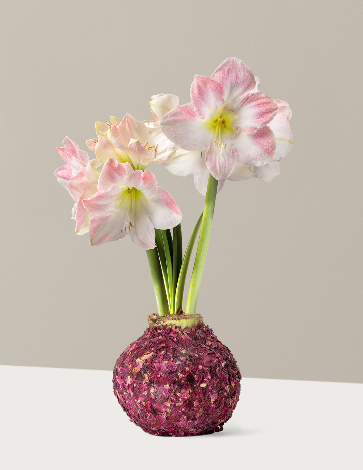 bundle | Rose Petal | Cherry Blossom