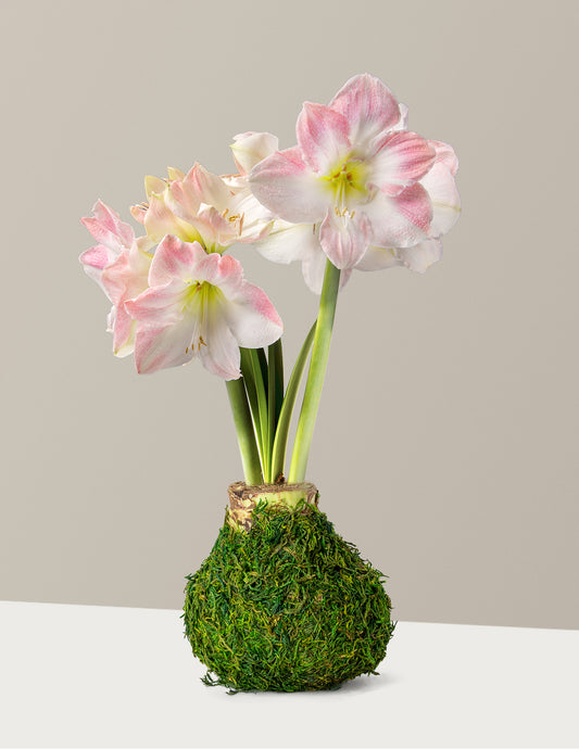 Waxed Amaryllis Bulb