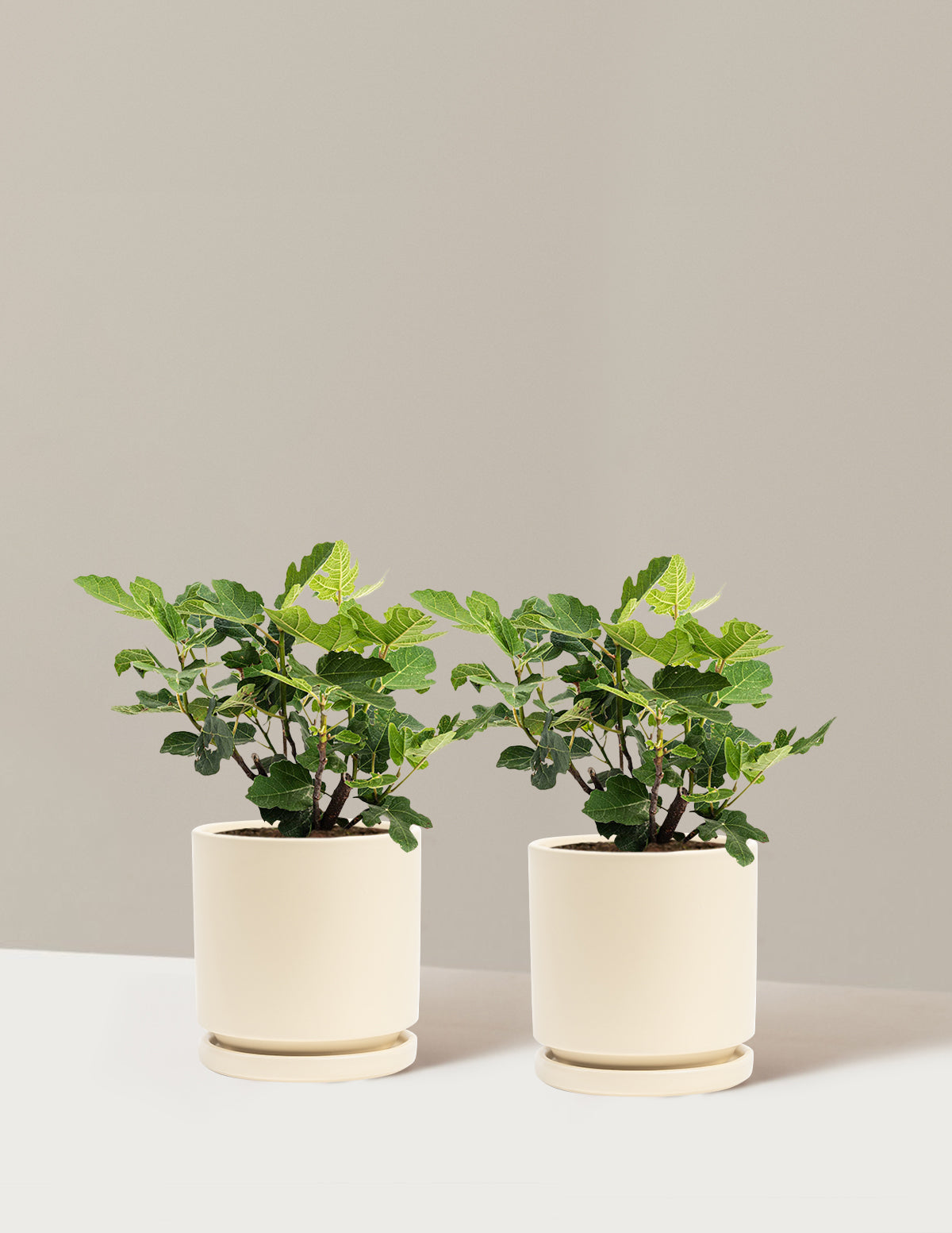 bundle | 1 Gallon - 2-Pack | Isabella | Almond