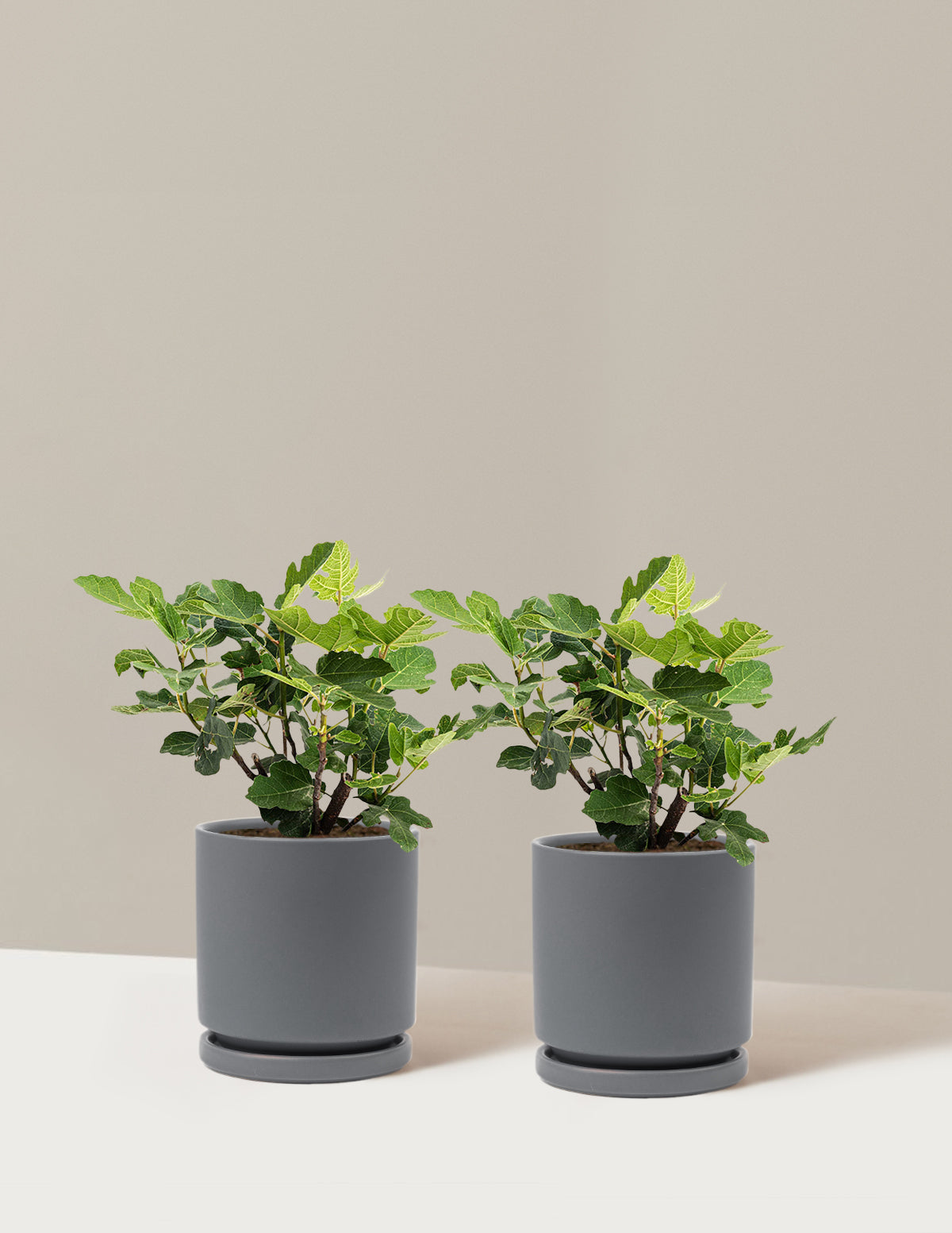 Chicago Hardy Fig Tree