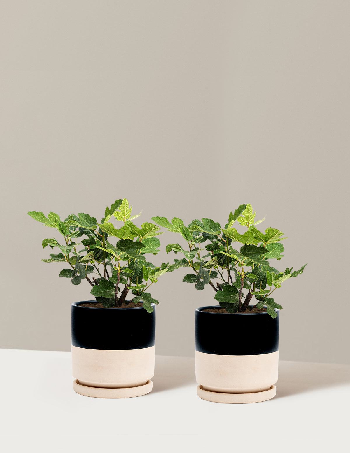 bundle | 1 Gallon - 2-Pack | Isabella | Top Half Black