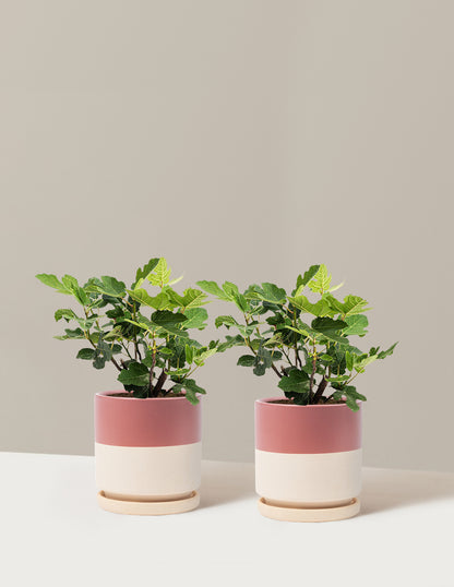 Chicago Hardy Fig Tree