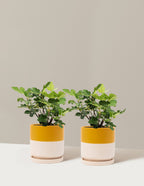bundle | 1 Gallon - 2-Pack | Isabella | Top Half Mustard
