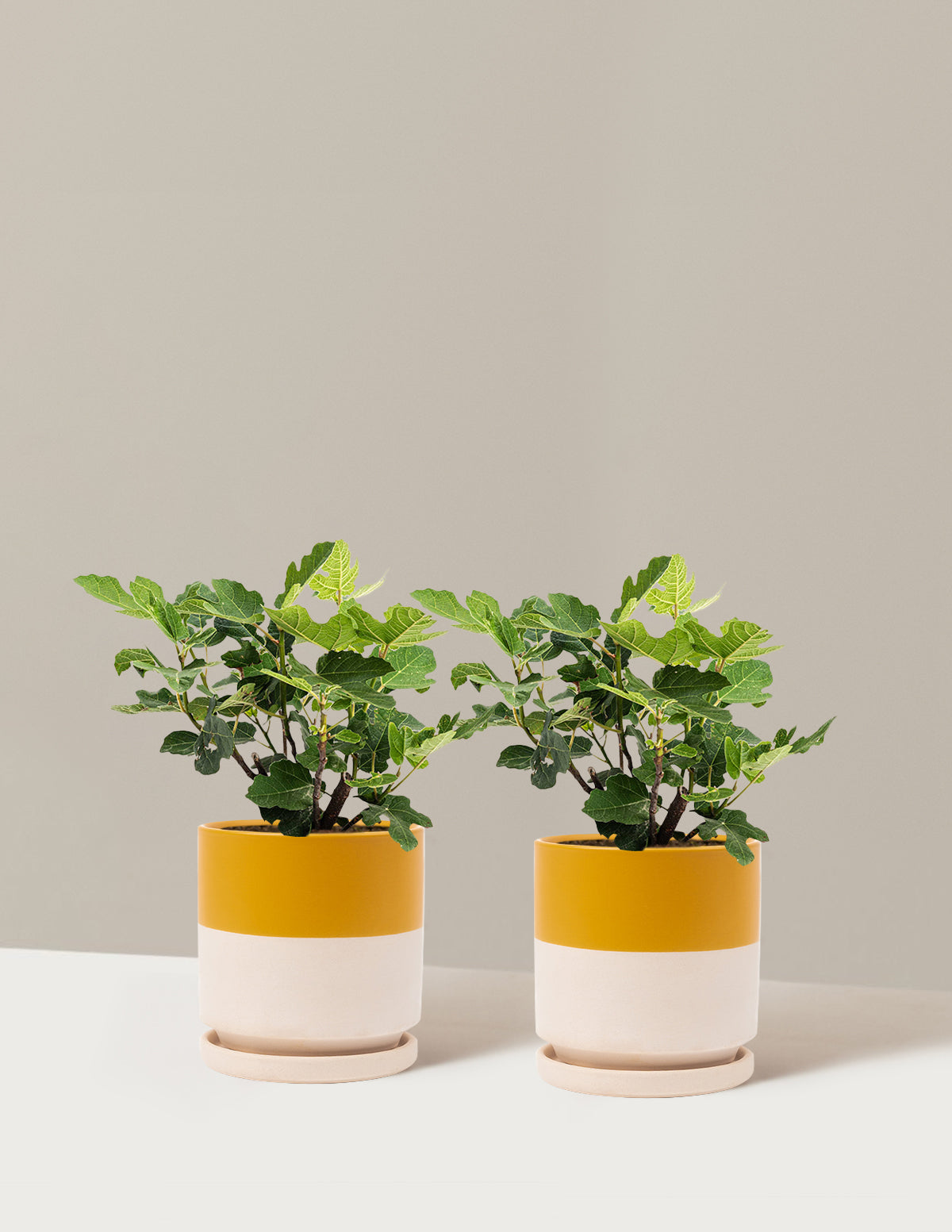 bundle | 1 Gallon - 2-Pack | Isabella | Top Half Mustard