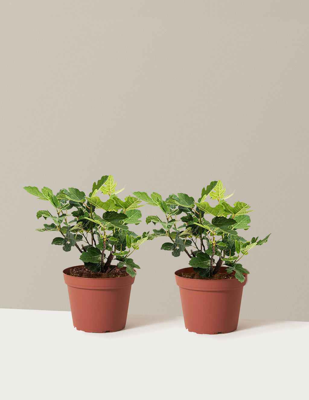 bundle | 1 Gallon - 2-Pack | Grow Pot