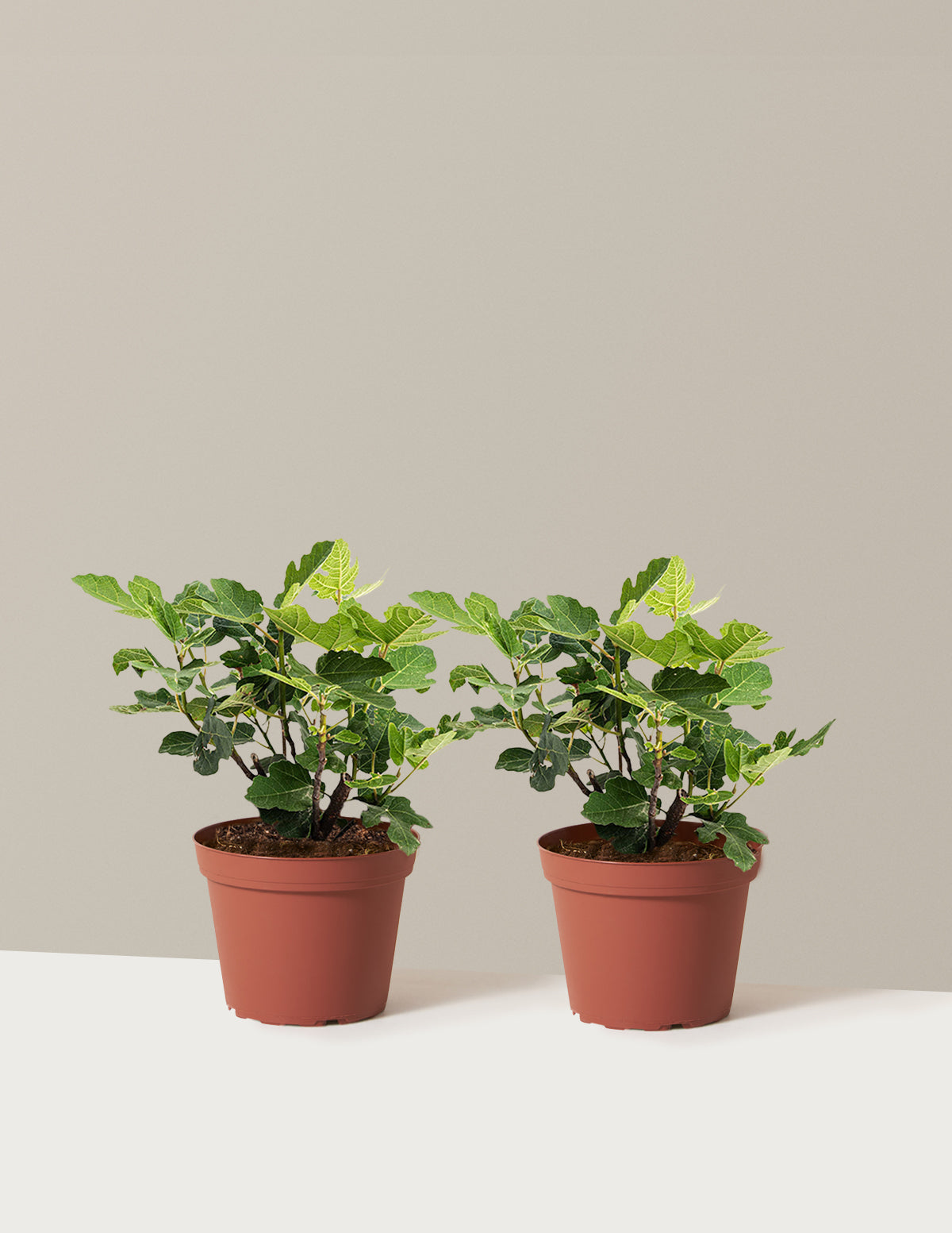 bundle | 1 Gallon - 2-Pack | Grow Pot