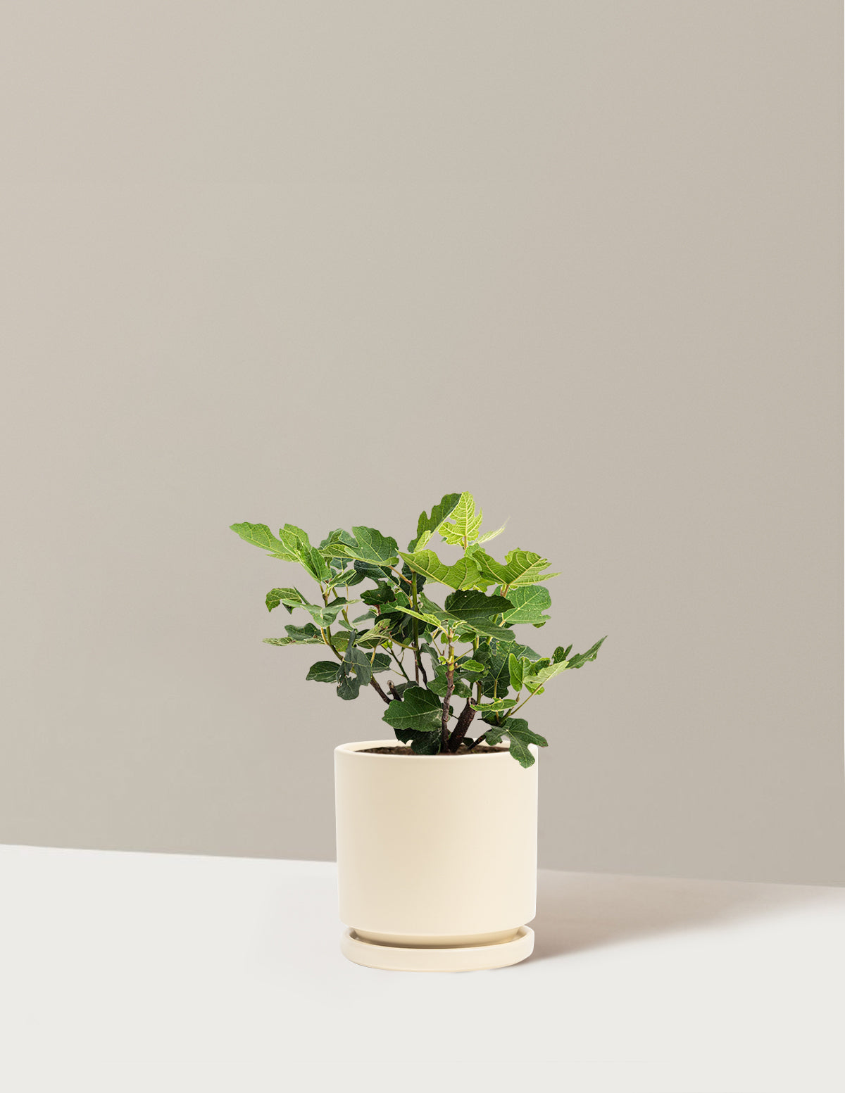 bundle | 1 Gallon - Single | Isabella | Almond