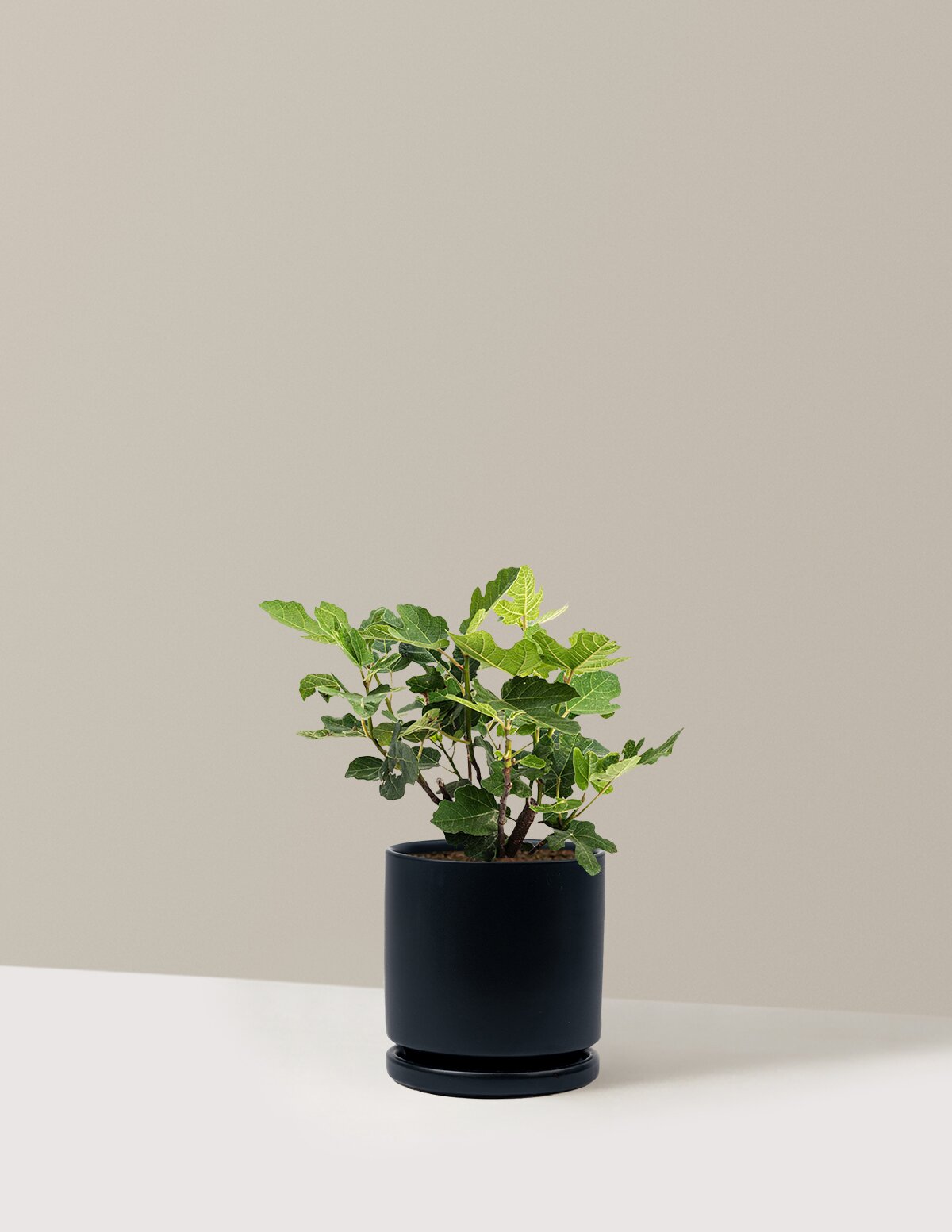 Chicago Hardy Fig Tree – The Sill