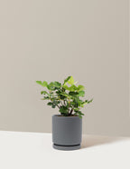 bundle | 1 Gallon - Single | Isabella | Granite