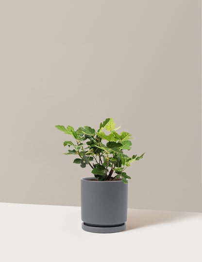 Chicago Hardy Fig Tree