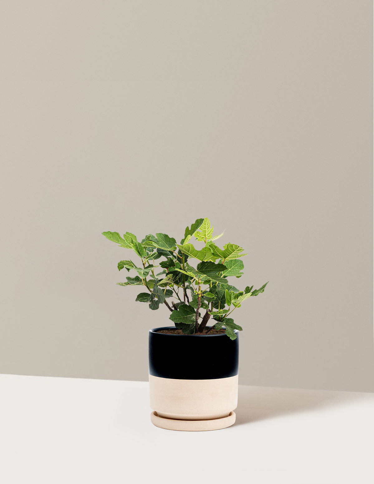 bundle | 1 Gallon - Single | Isabella | Top Half Black