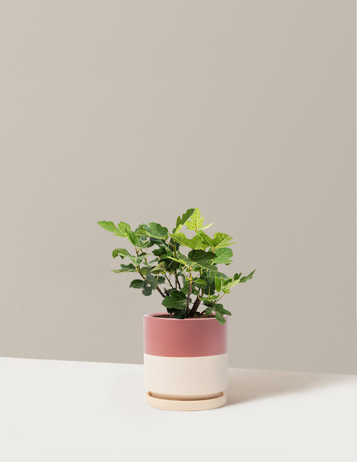 Chicago Hardy Fig Tree