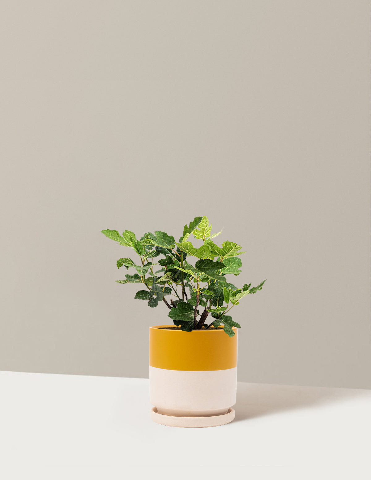 bundle | 1 Gallon - Single | Isabella | Top Half Mustard