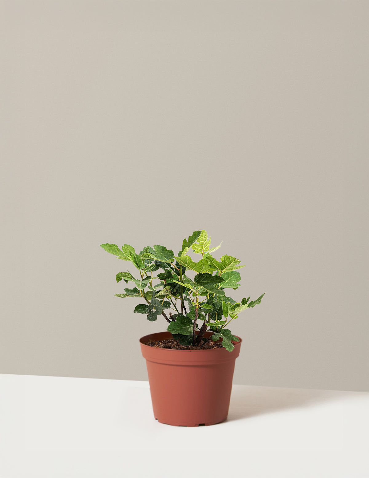 bundle | 1 Gallon - Single | Grow Pot