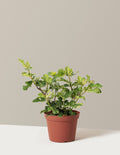 bundle | 2 Gallon - Single | Grow Pot