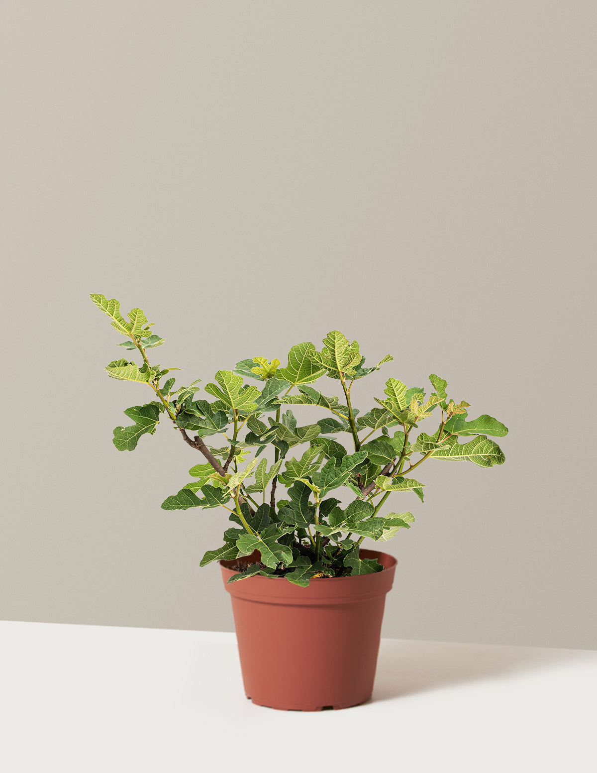 bundle | 2 Gallon - Single | Grow Pot