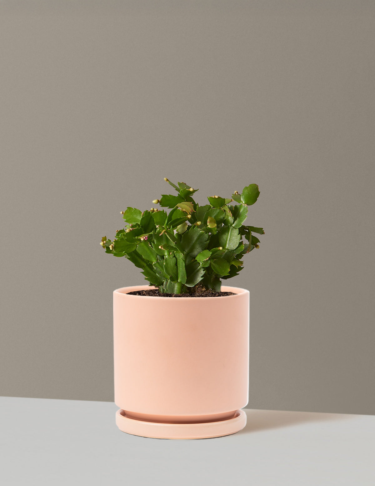 Blooming Cactus Delivery | Holiday Plant Gifts Nationwide Shipping