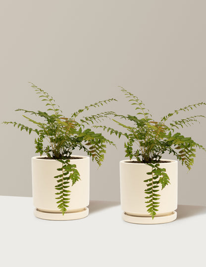 Cinnamon Fern