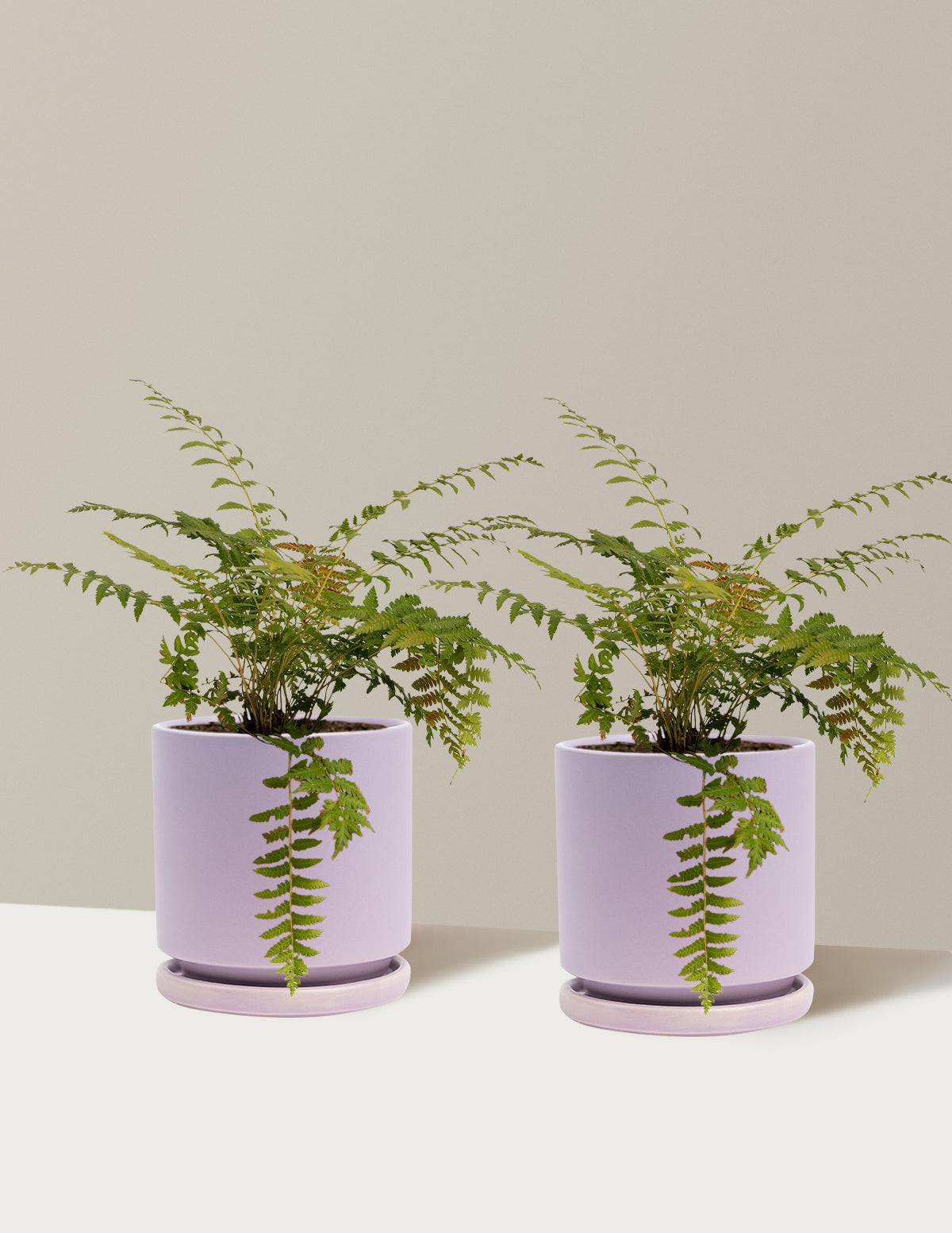 Cinnamon Fern