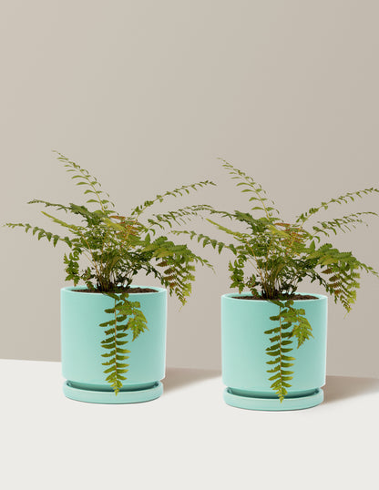 Cinnamon Fern