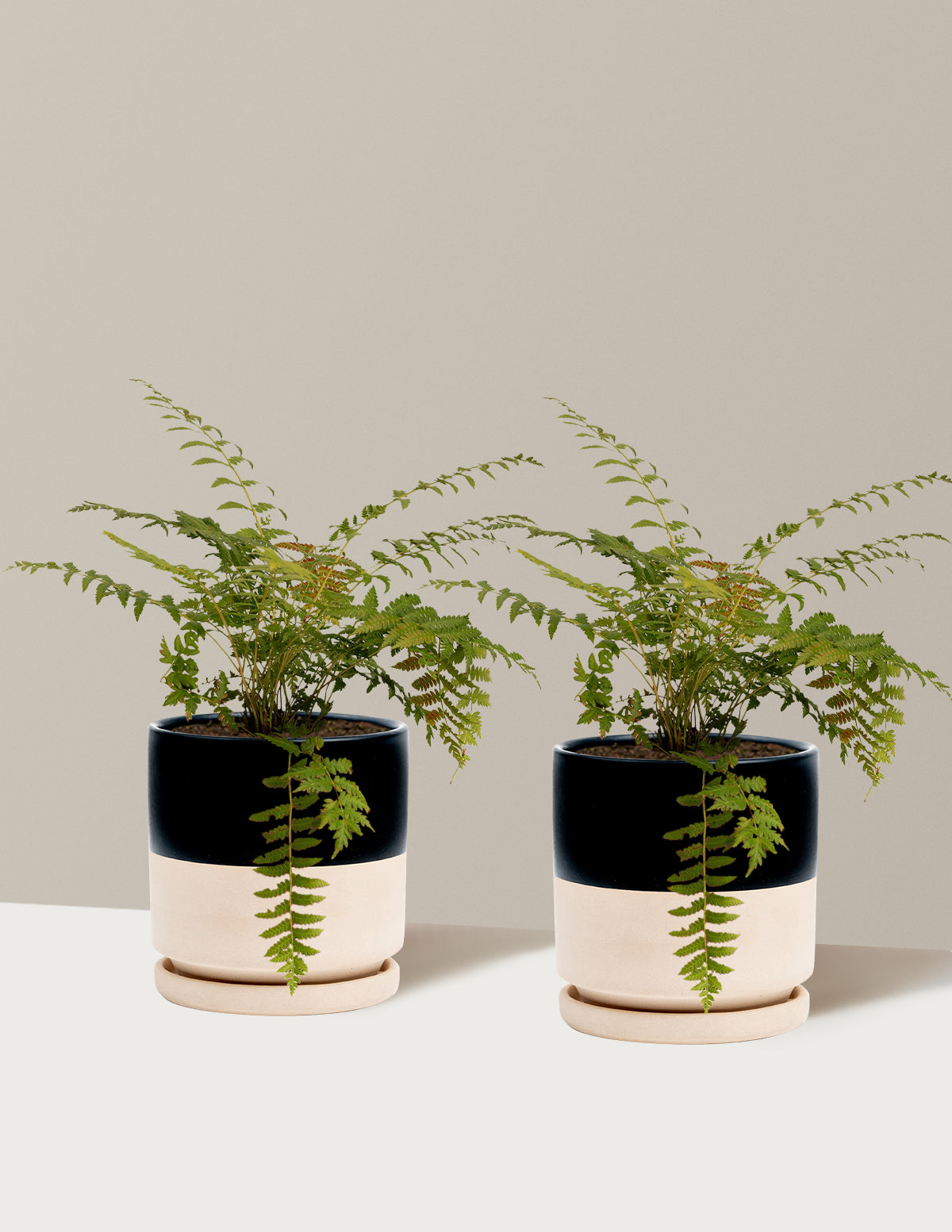 bundle | 1 Gallon - 2-Pack | Isabella | Top Half Black