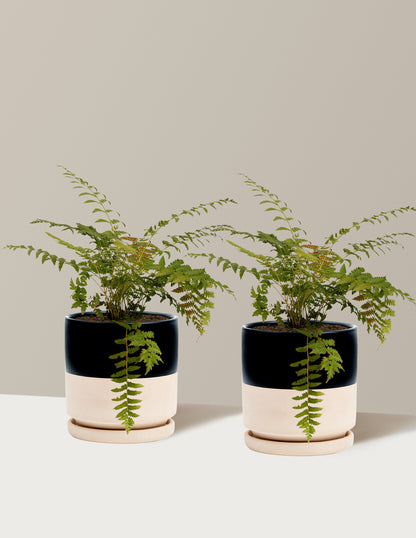 Cinnamon Fern