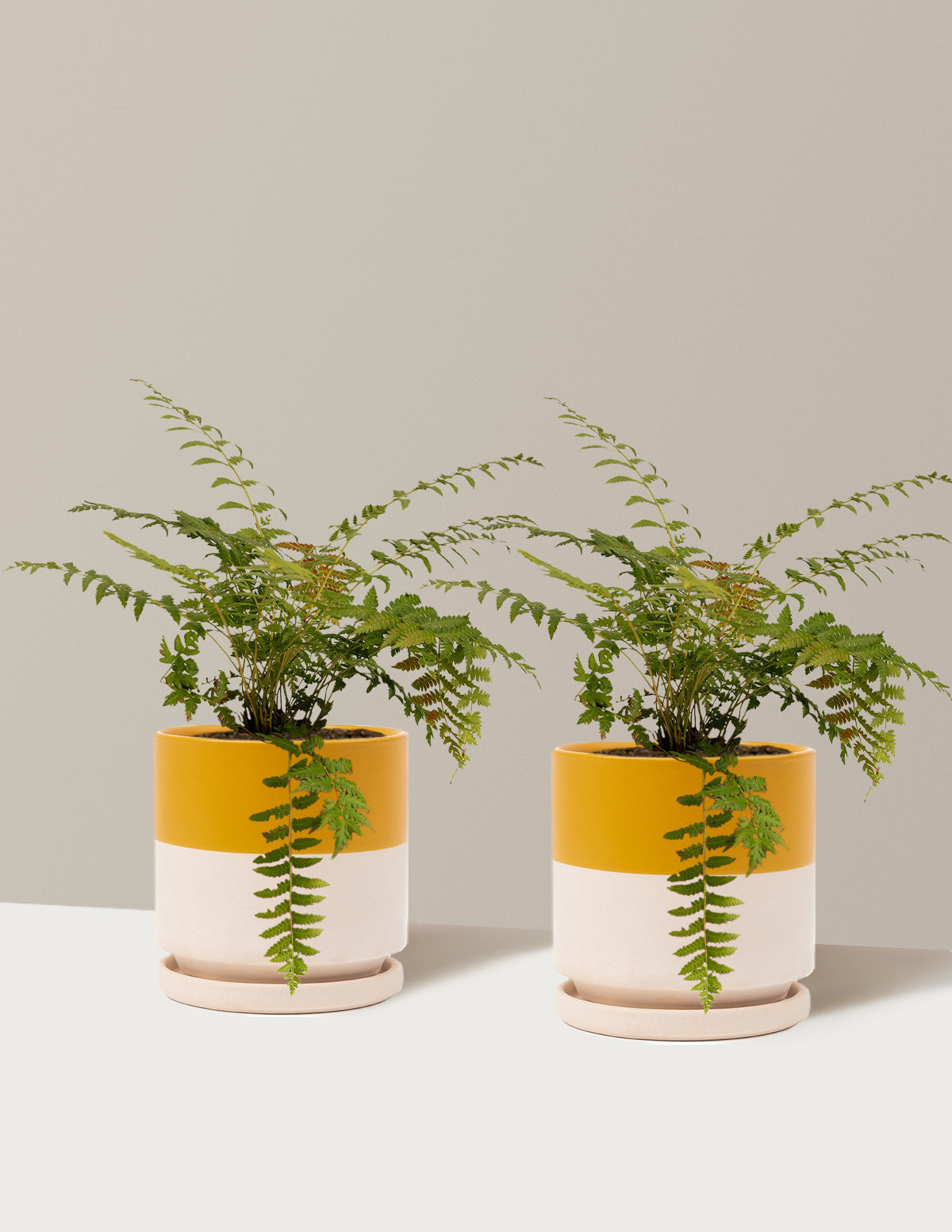 bundle | 1 Gallon - 2-Pack | Isabella | Top Half Mustard