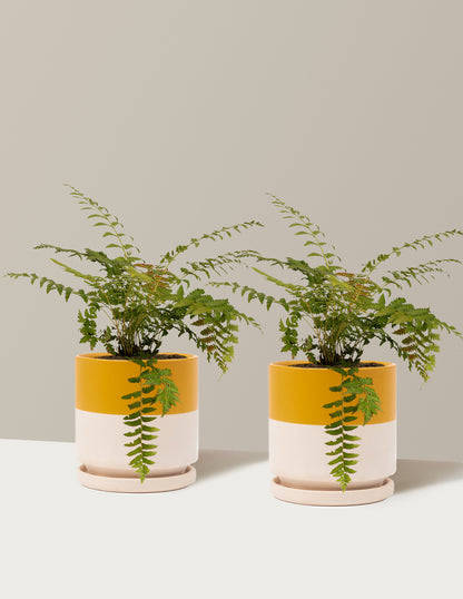 Cinnamon Fern