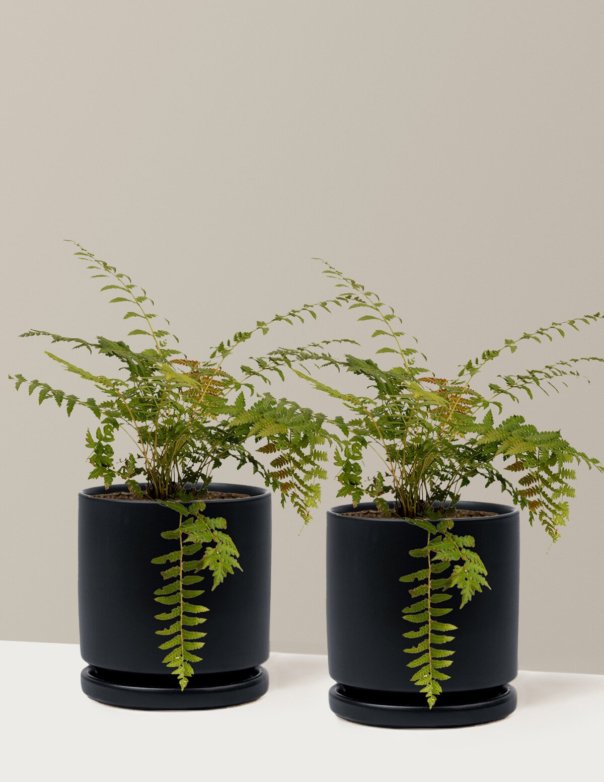 Cinnamon Fern