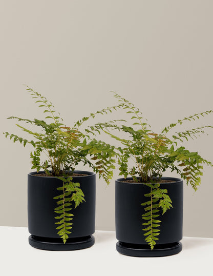 Cinnamon Fern