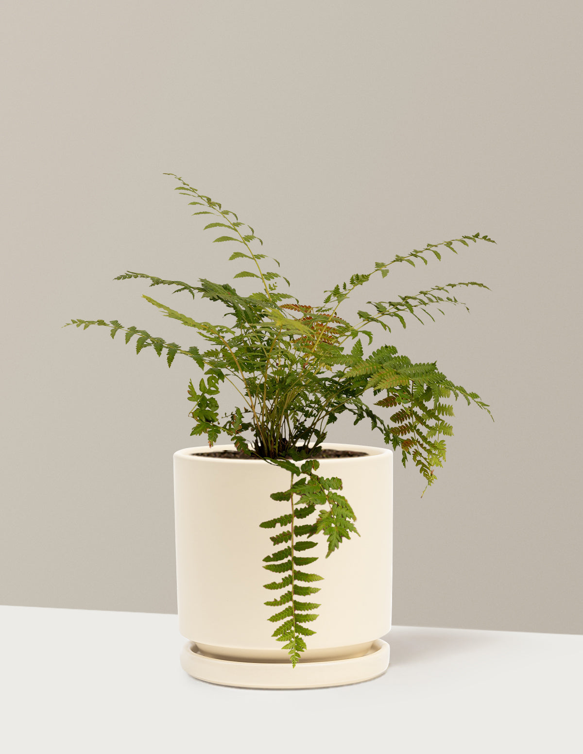 is cinnamon good for plants in pots Cinnamon Fern