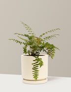 bundle | 1 Gallon - Single | Isabella | Almond